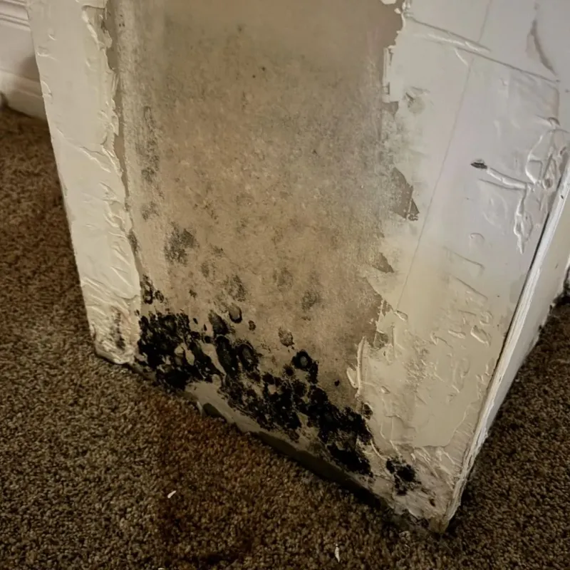 Professional Mold Removal in Caldwell County, KY